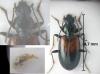 Bembidion varicolor
